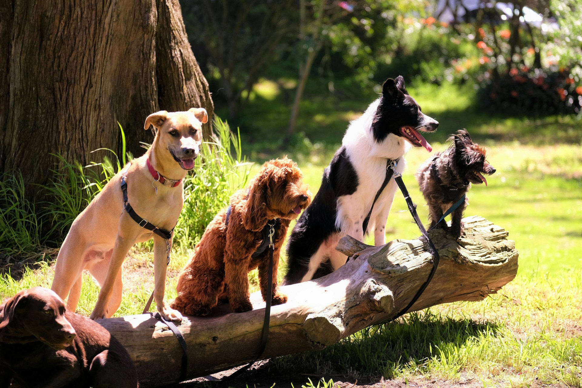 犬の値段はいくら？人気犬種の相場一覧と価格の決まり方を徹底解説！