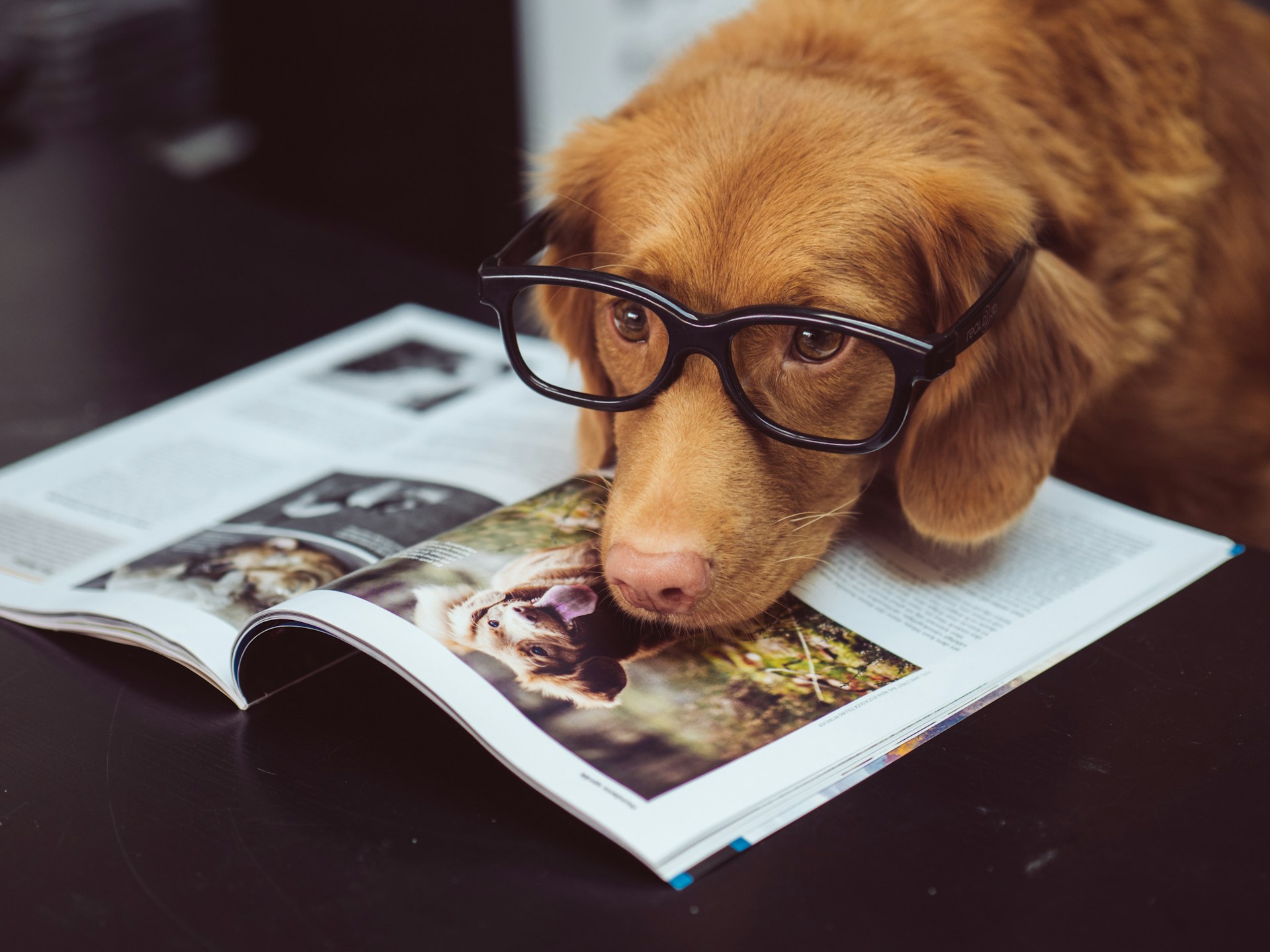 賢い犬の種類ランキング15選！知能の特徴や飼い方のコツを解説