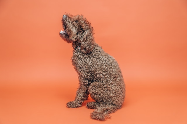 人気の珍しい小型犬の種類7選！飼う場合の注意点も解説