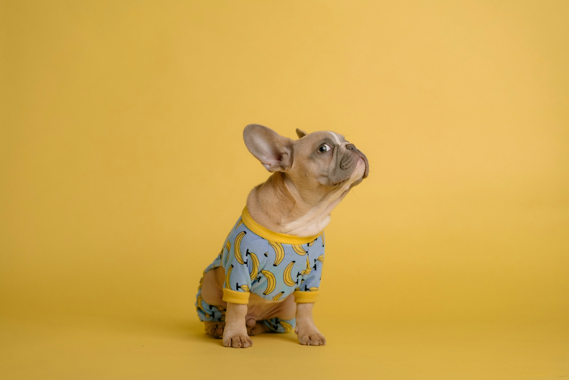 足の短い犬種15選｜進化の理由や種類・飼い方の注意点も解説