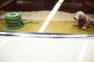 犬のトイレトレーニングのコツとは？成功のポイントを分かりやすく解説