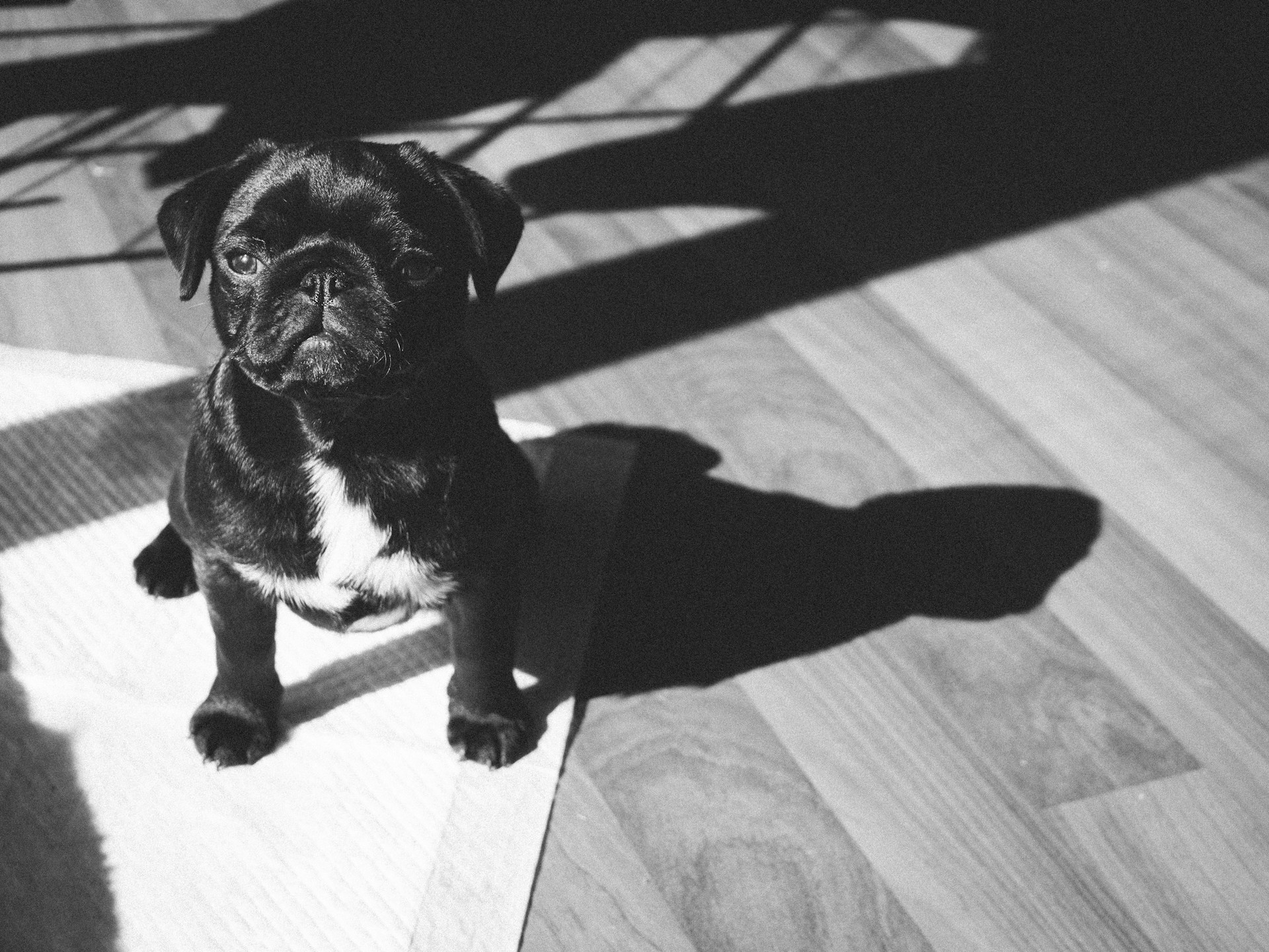 愛犬がトイレを覚えたのに失敗するのはなぜ？外す理由や対策を解説