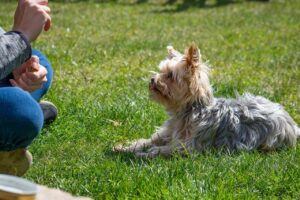 犬のしつけの順番とは？初心者向けの効果的なトレーニング方法