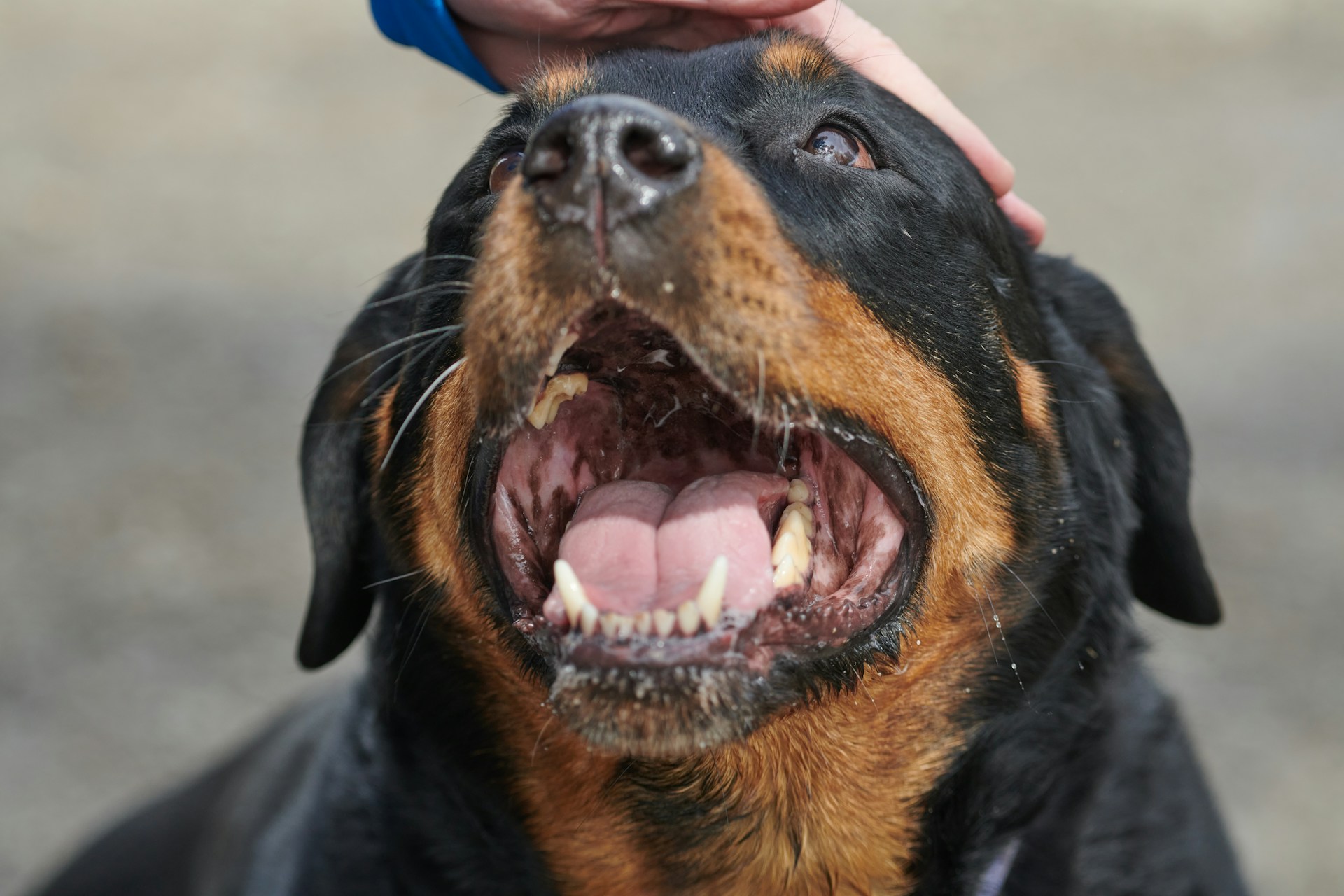 犬の噛み癖の原因とは？子犬のうちに直すためのしつけの基本を解説！