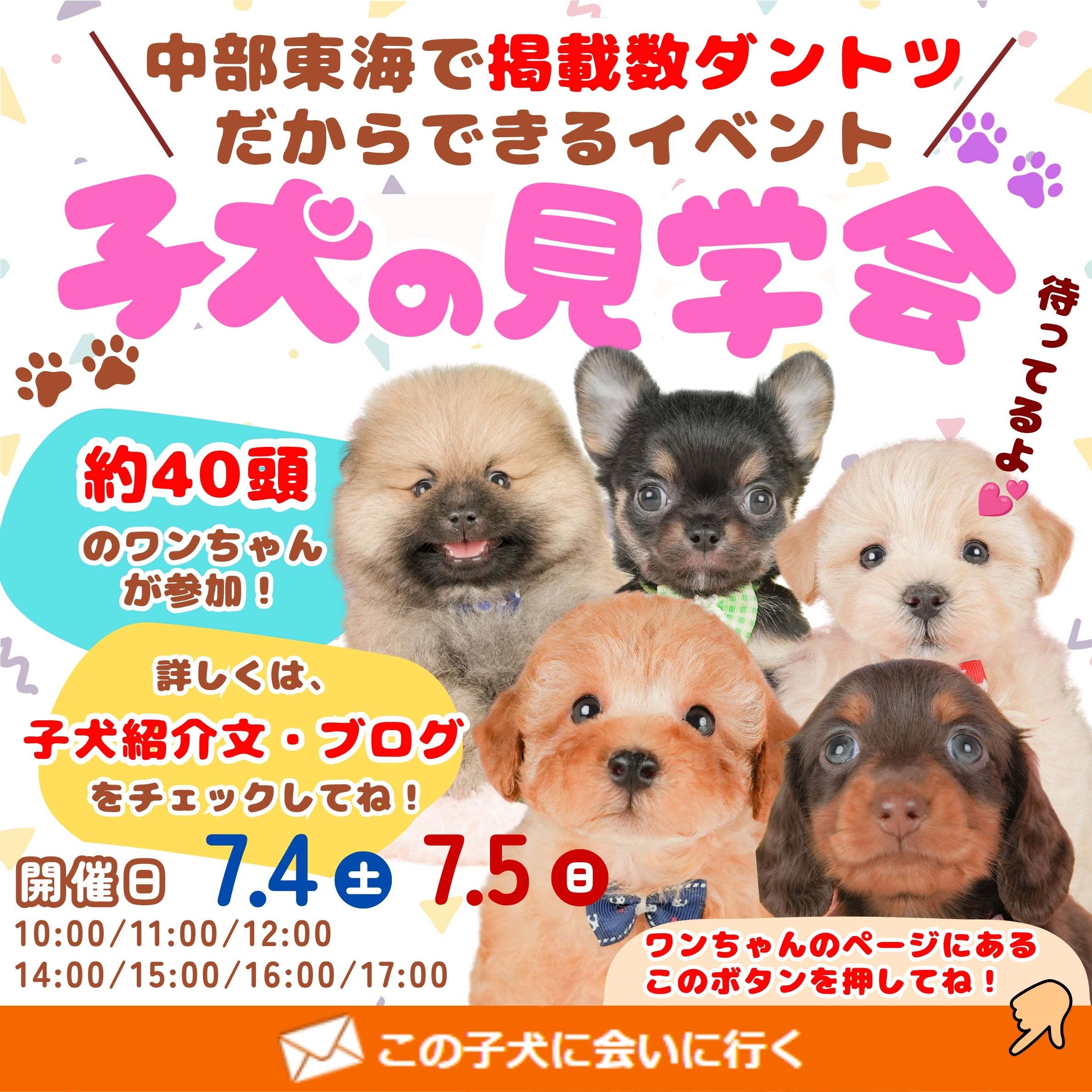 🚨7/4．7/5開催🎉40頭が集まるこいぬの見学会🐶