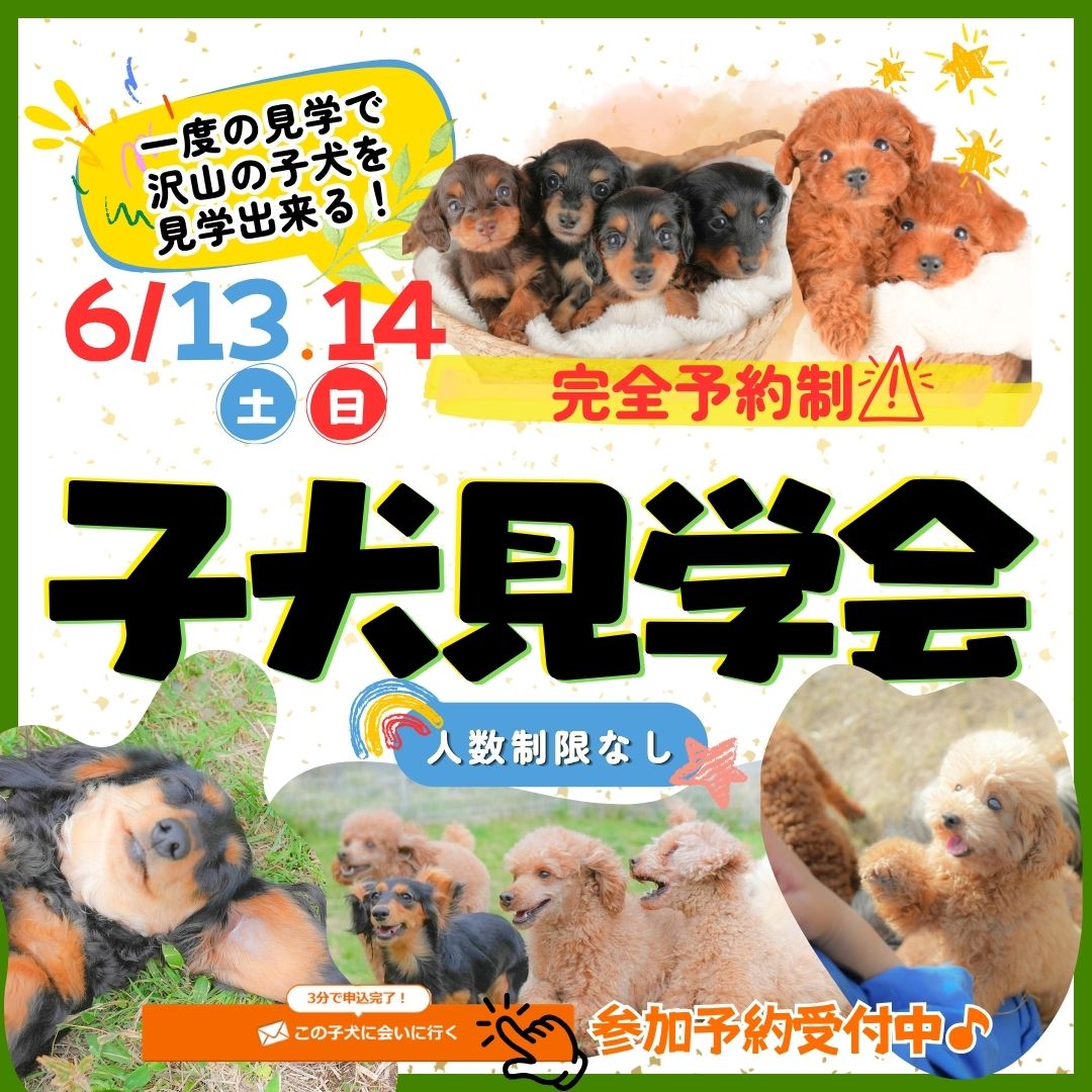 🎉【特別開催】6月13.14日子犬見学会のお知らせ🐶✨
