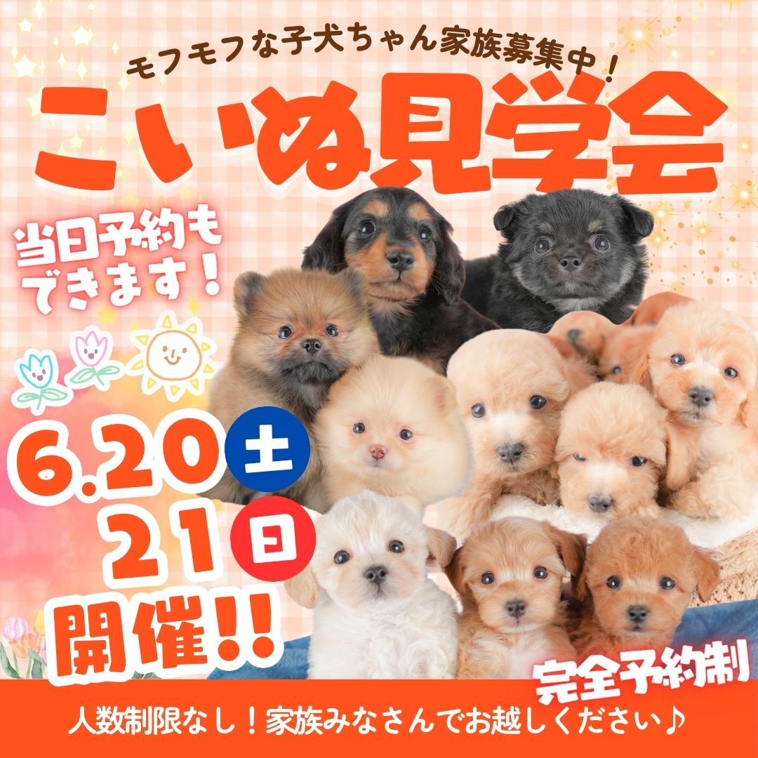 🎉6月20日(土)・21日(日) 特別子犬見学会開催決定🐶💕