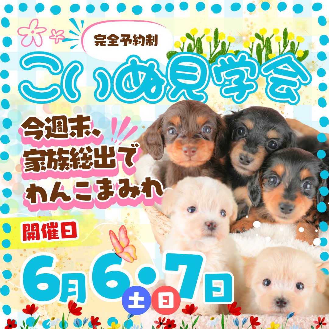 6月6日(土)・7日(日)限定🐶石橋ブリーダー子犬見学会開催✨