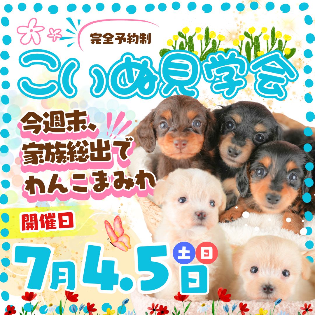 【群馬県前橋市】🎉7月4日(土)・5日(日）【追加開催決定】子犬見学会開催🐶✨