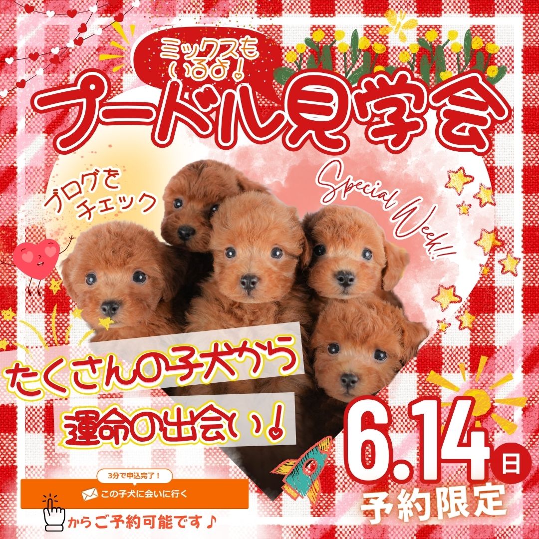 【トイプードル＆プードルMIX限定】初めてでも安心♪プードルMIX見学会✨