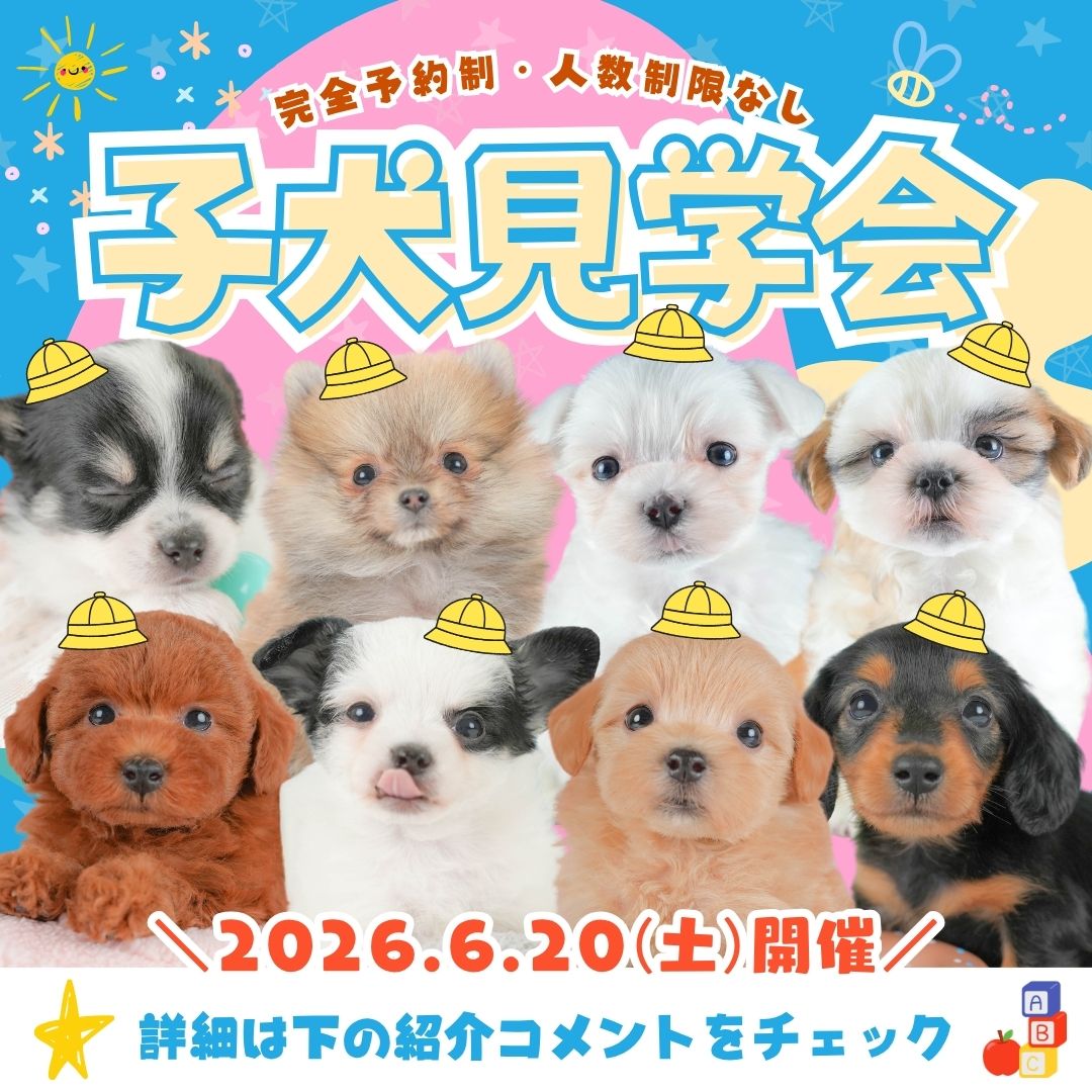 📣6月20日(土)限定！子犬見学会開催のお知らせ🐶💕