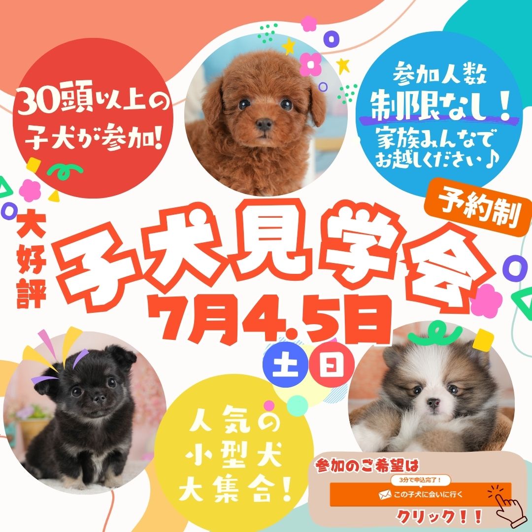 【栃木県宇都宮市】💕🐶7月限定！毎週末 子犬見学会開催🐶💕【第1弾7月4.5日】