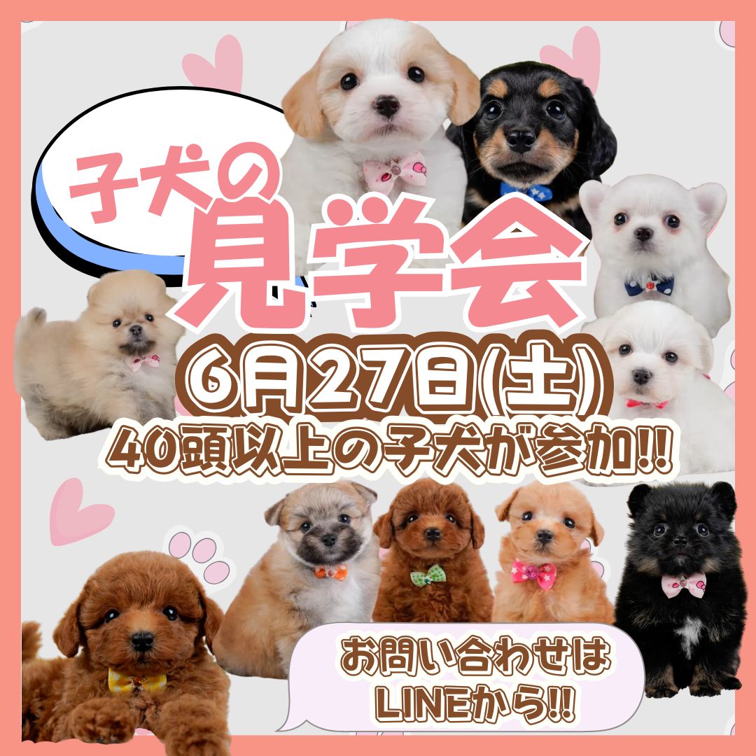 🌻6月27日（土）開催🐶✨ 【初夏のこいぬ見学会】