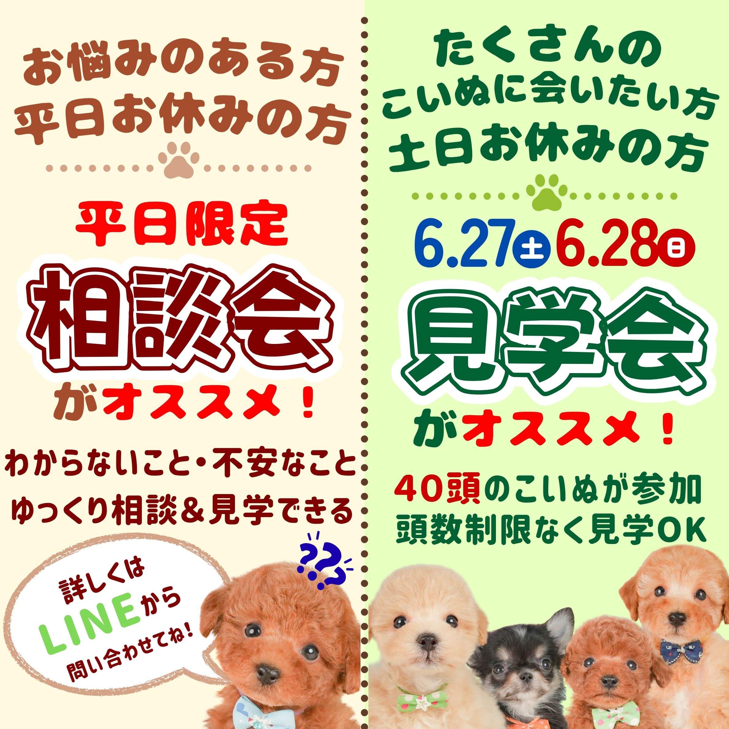 🌻🐶 【平日限定：相談会開催】 🐶🌻 【6/27、6/28：こいぬ見学会開催】 🐾🐕