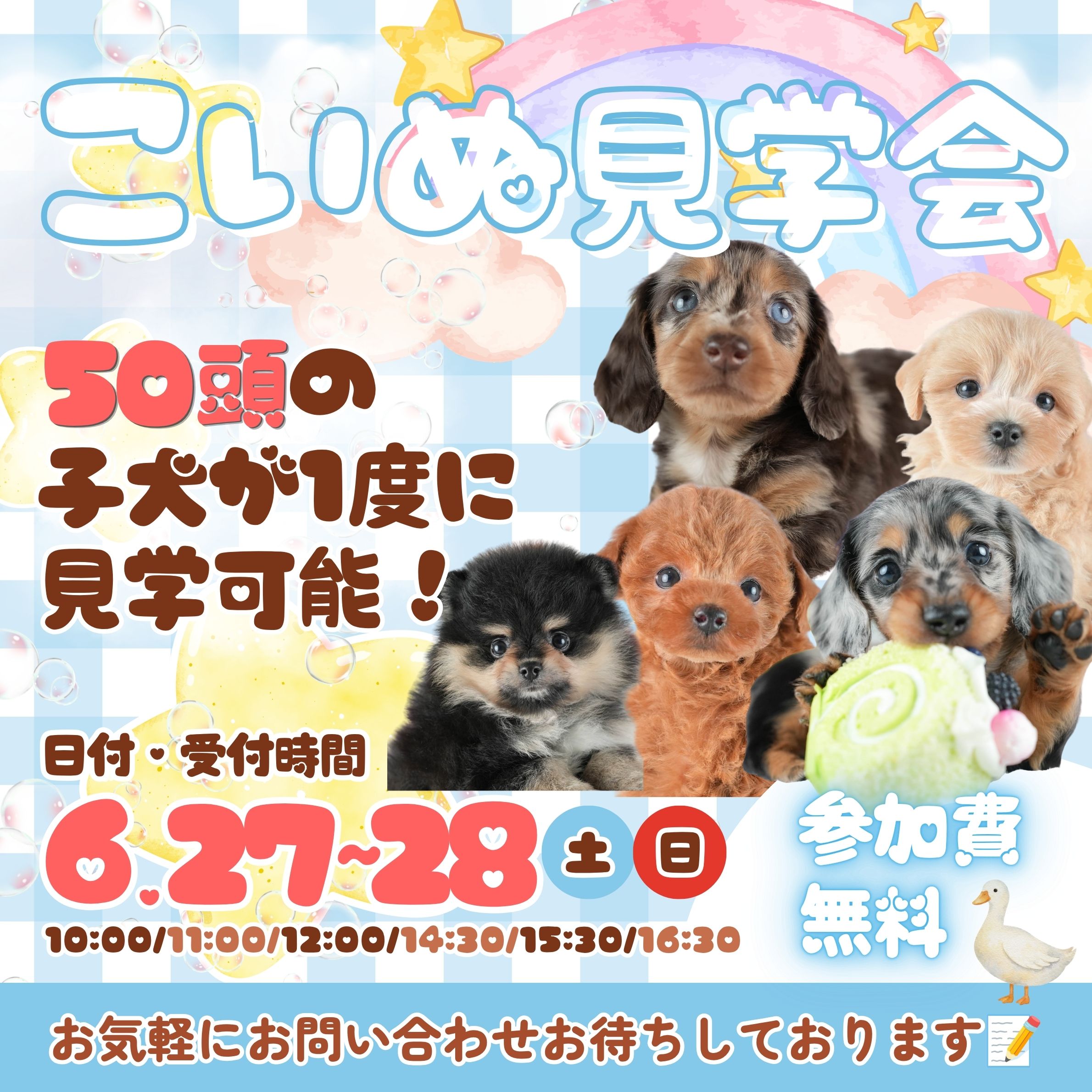 6/27㈯・6/28㈰ 子犬見学会開催🐶✨