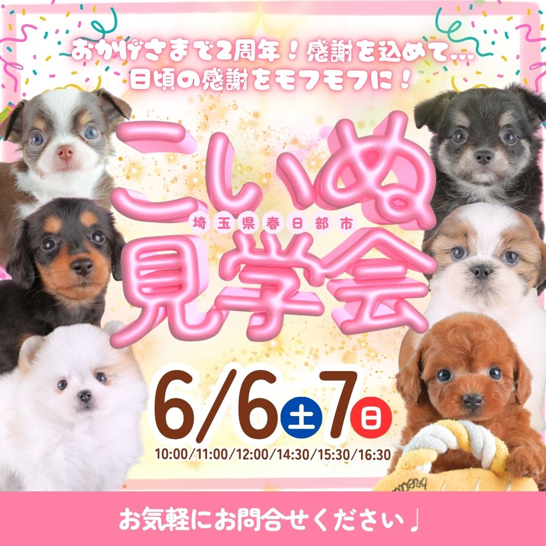 🚨緊急告知！6/6・7見学会！埼玉県春日部市・50頭以上参加のビッグイベント開催🐶✨