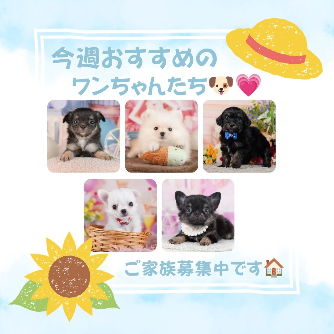 🐶チワワ大集合!新しい家族に出会う見学会【7/11・12】 ⭐
