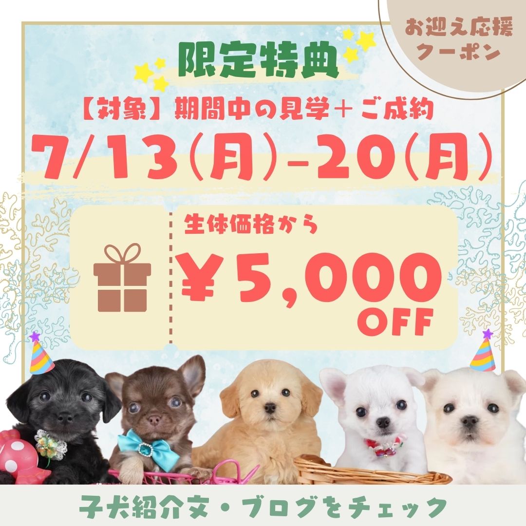 🎁7/13〜20限定クーポン!!🐶 お迎え応援キャンペーン開催✨