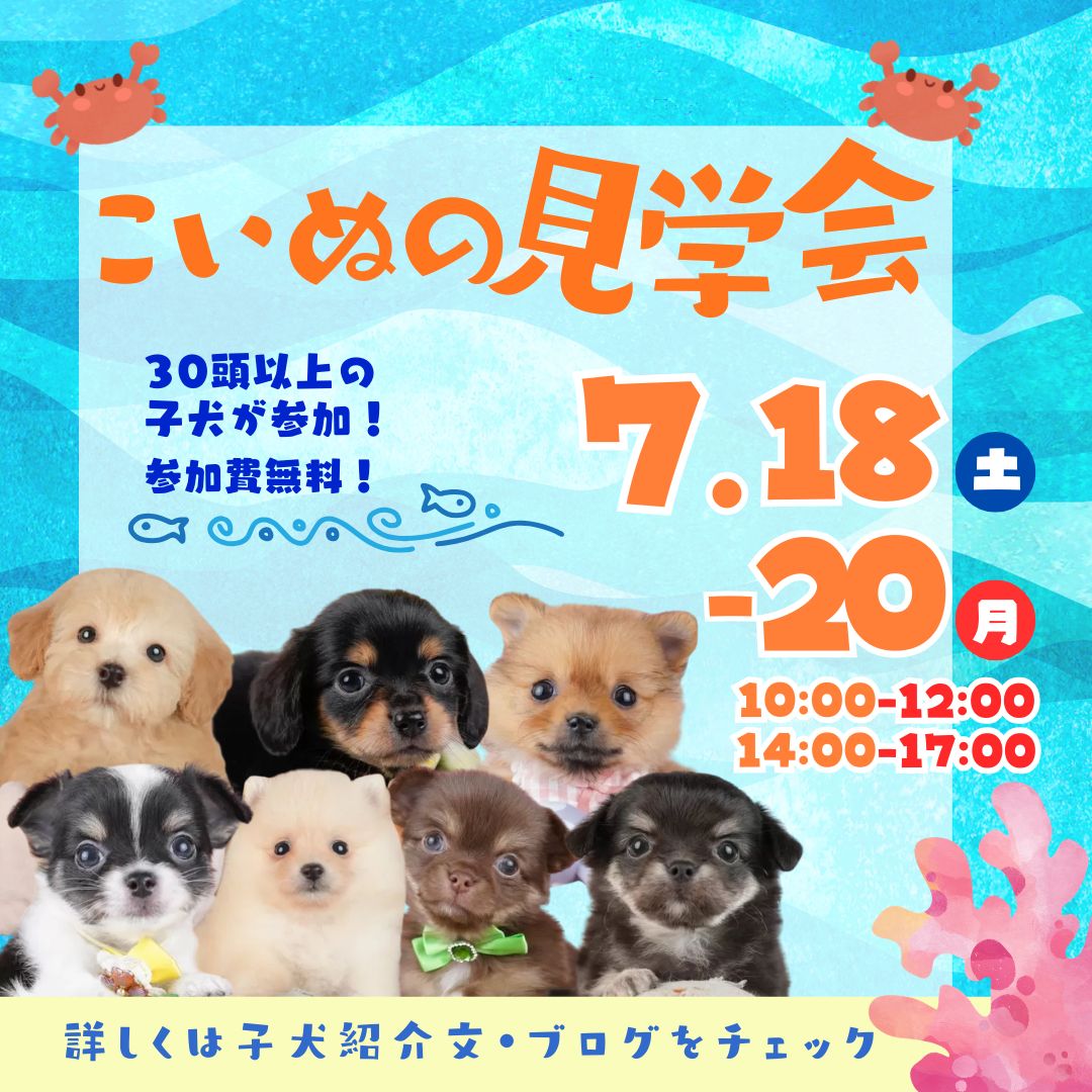 🎁7/13〜20限定クーポン!!🐶 お迎え応援キャンペーン開催✨
