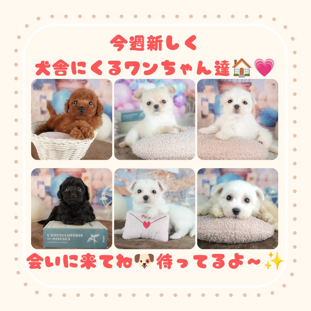 8/1-2🐶新入りワンちゃんにいち早く会える✨週末見学会🐶🏖️