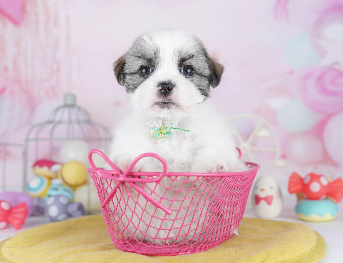 #REF! | 男の子 | ゴールド＆ホワイト | 2026年5月18日（ID:dog-10008007）