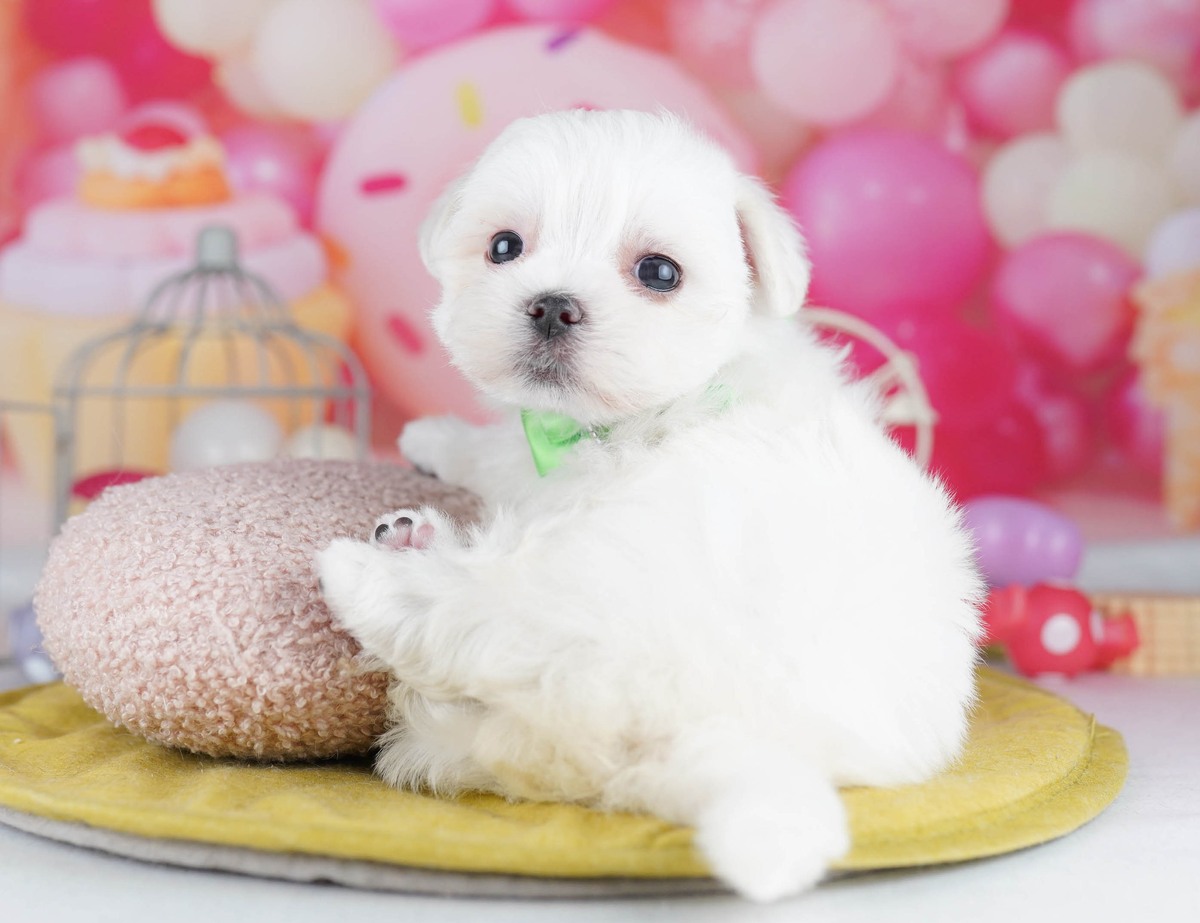 #REF! | 男の子 | ホワイト | 2026年5月18日（ID:dog-10008009）