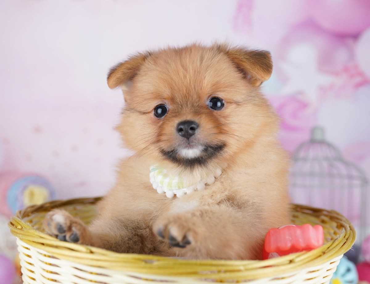 #REF! | 男の子 | オレンジ | 2026年5月24日(ID:dog-10008054)