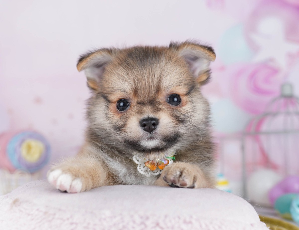 #REF! | 男の子 | フォーン | 2026年5月24日（ID:dog-10008057）