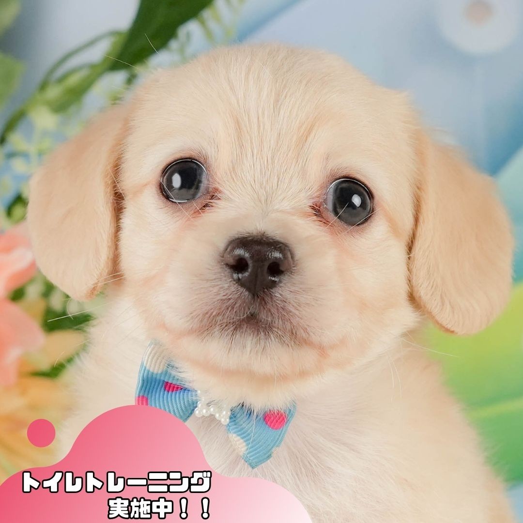 #REF! | 男の子 | クリーム | 2026年5月27日（ID:dog-10008076）