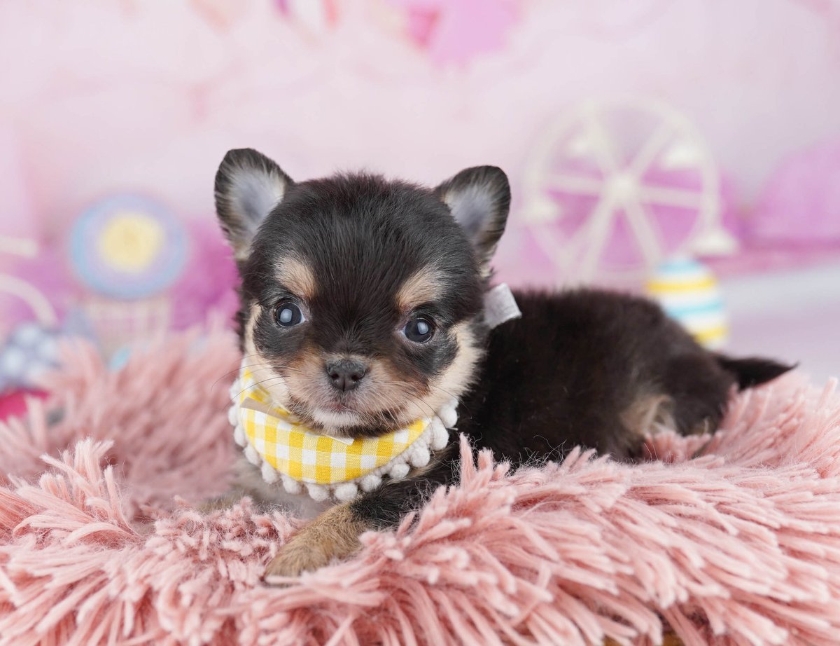 チワワ(ロング) | 女の子 | ブラック&タン | 2026年5月29日(ID:dog-10008090)
