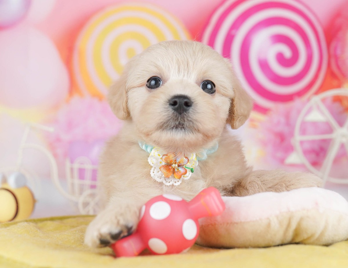 マルプー | 男の子 | レッド | 2026年5月31日(ID:dog-10008099)