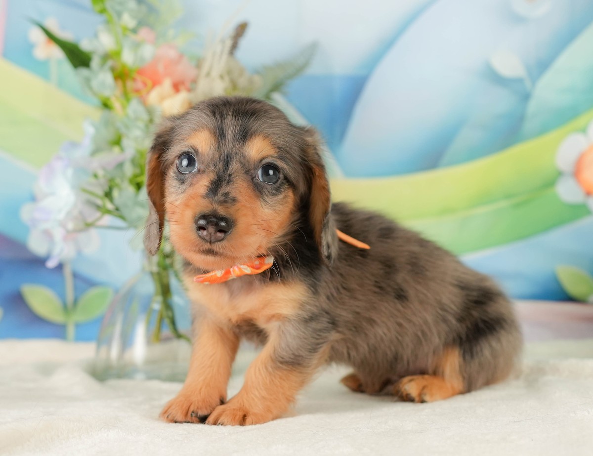 ミニチュア・ダックスフンド(ロング) | 男の子 | シルバーダップル | 2026年5月31日（ID:dog-10008109）