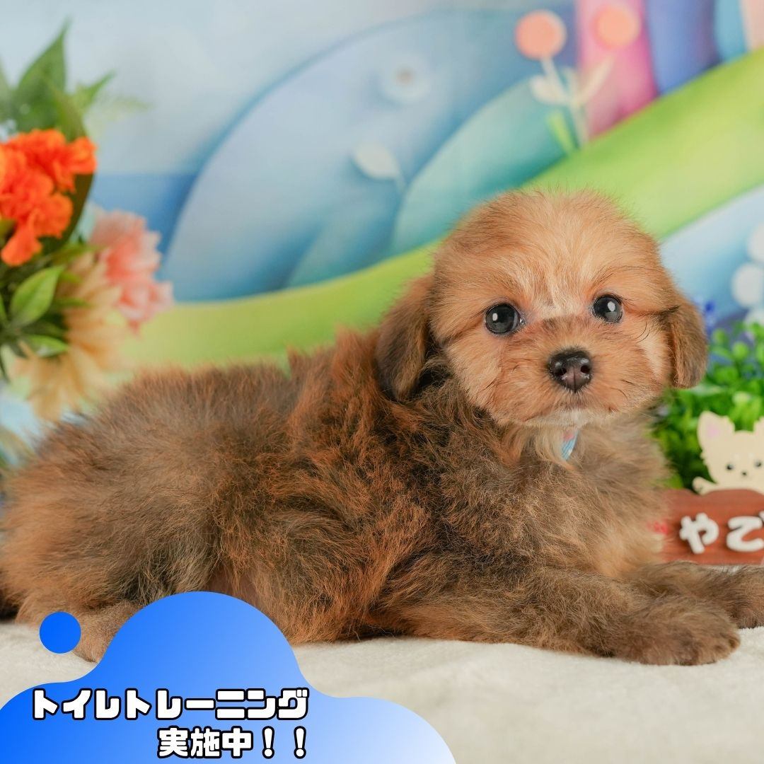 ポメプー | 男の子 | オレンジ | 2026年6月4日(ID:dog-10008132)