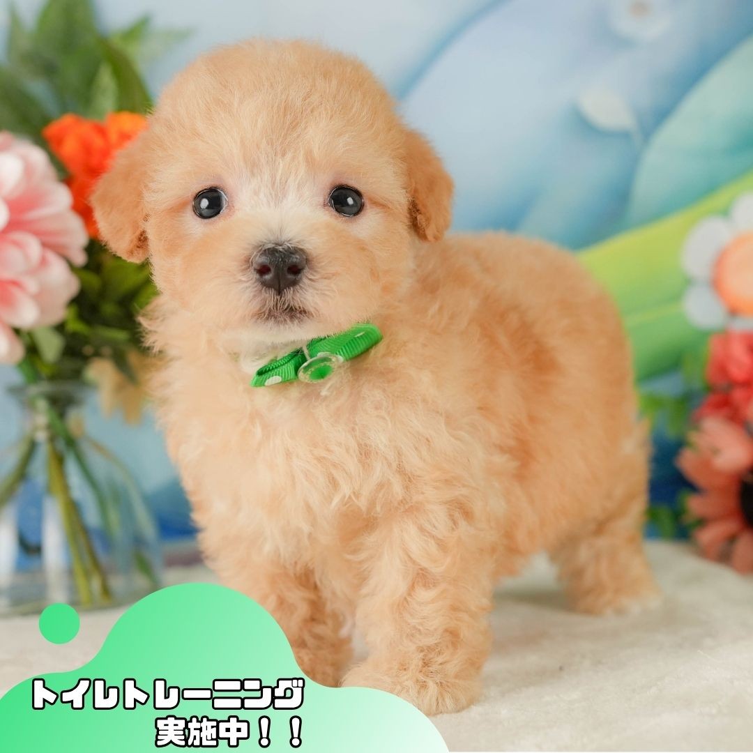 マルプー | 男の子 | アプリコット | 2026年6月10日（ID:dog-10008151）