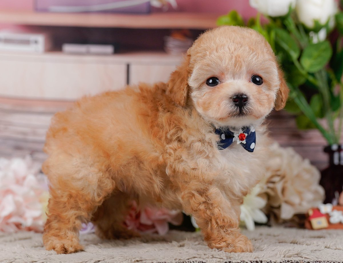 ティーカップ・プードル | 男の子 | レッド | 2026年5月17日（ID:dog-200016870）