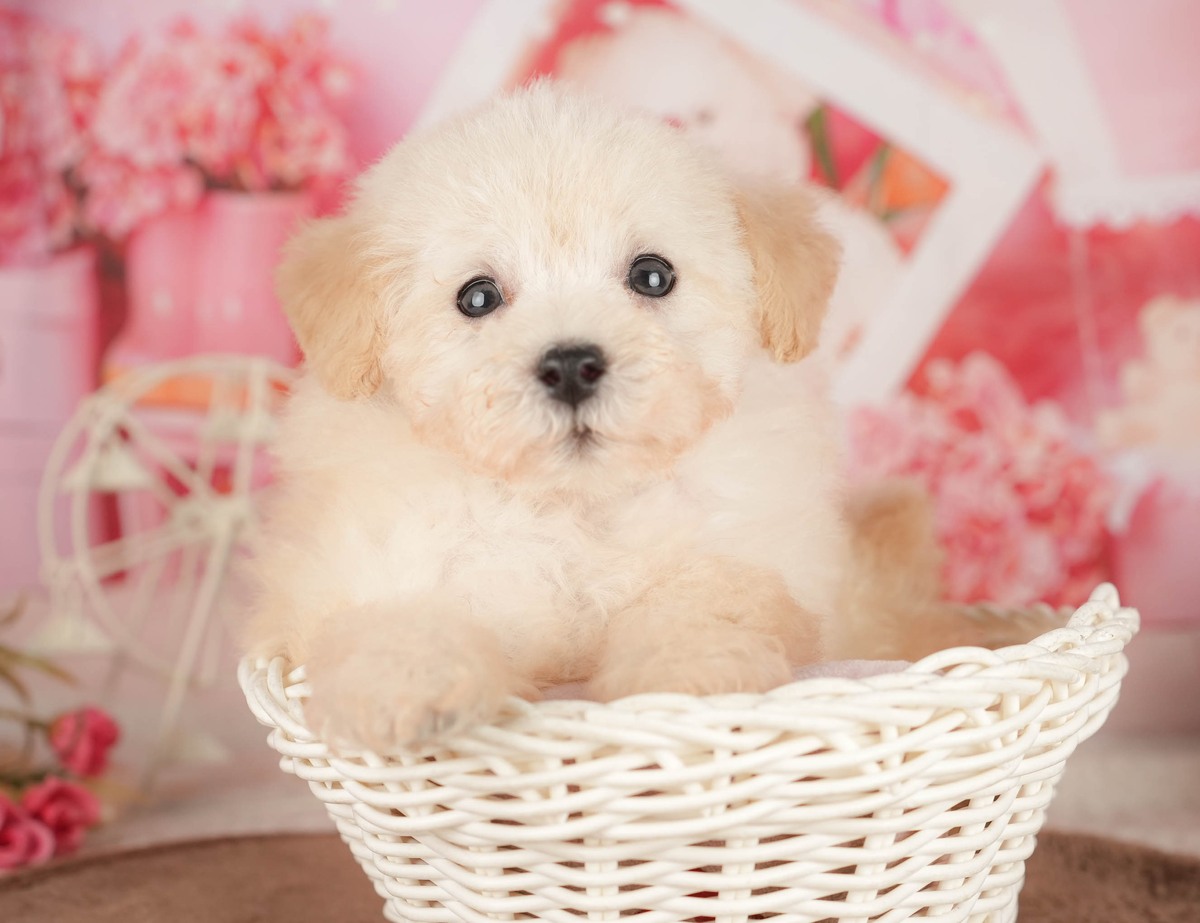 タイニー・プードル | 男の子 | クリーム | 2026年5月21日（ID:dog-200016957）