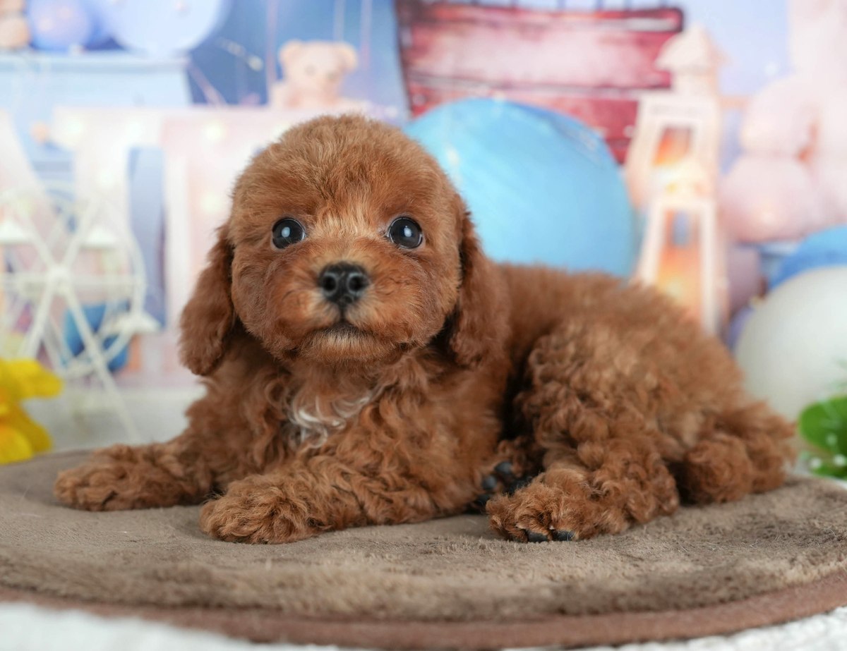 トイ・プードル | 男の子 | レッド | 2026年5月22日（ID:dog-200016985）