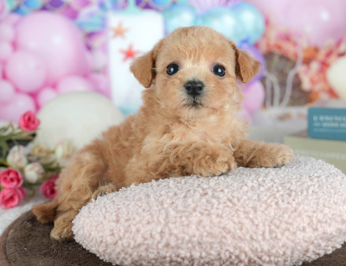 トイ・プードル | 男の子 | アプリコット | 2026年6月1日(ID:dog-200017197)