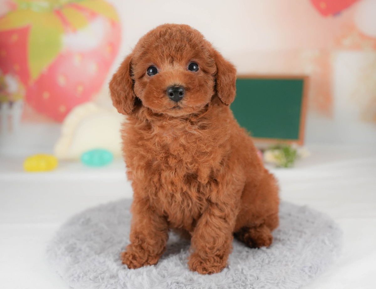 トイ・プードル | 女の子 | レッド | 2026年5月13日(ID:dog-30003444)