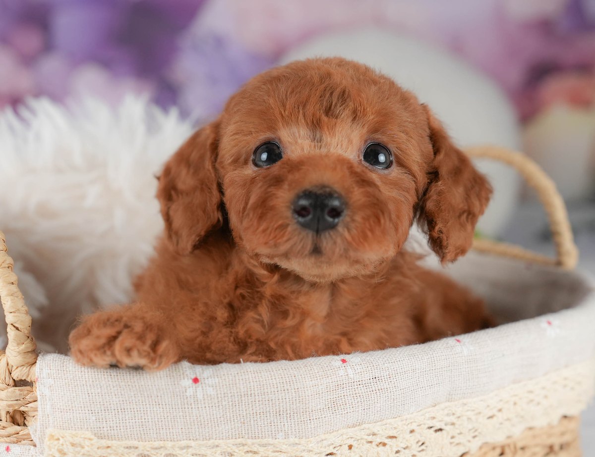 トイ・プードル | 男の子 | レッド | 2026年5月20日（ID:dog-30003468）
