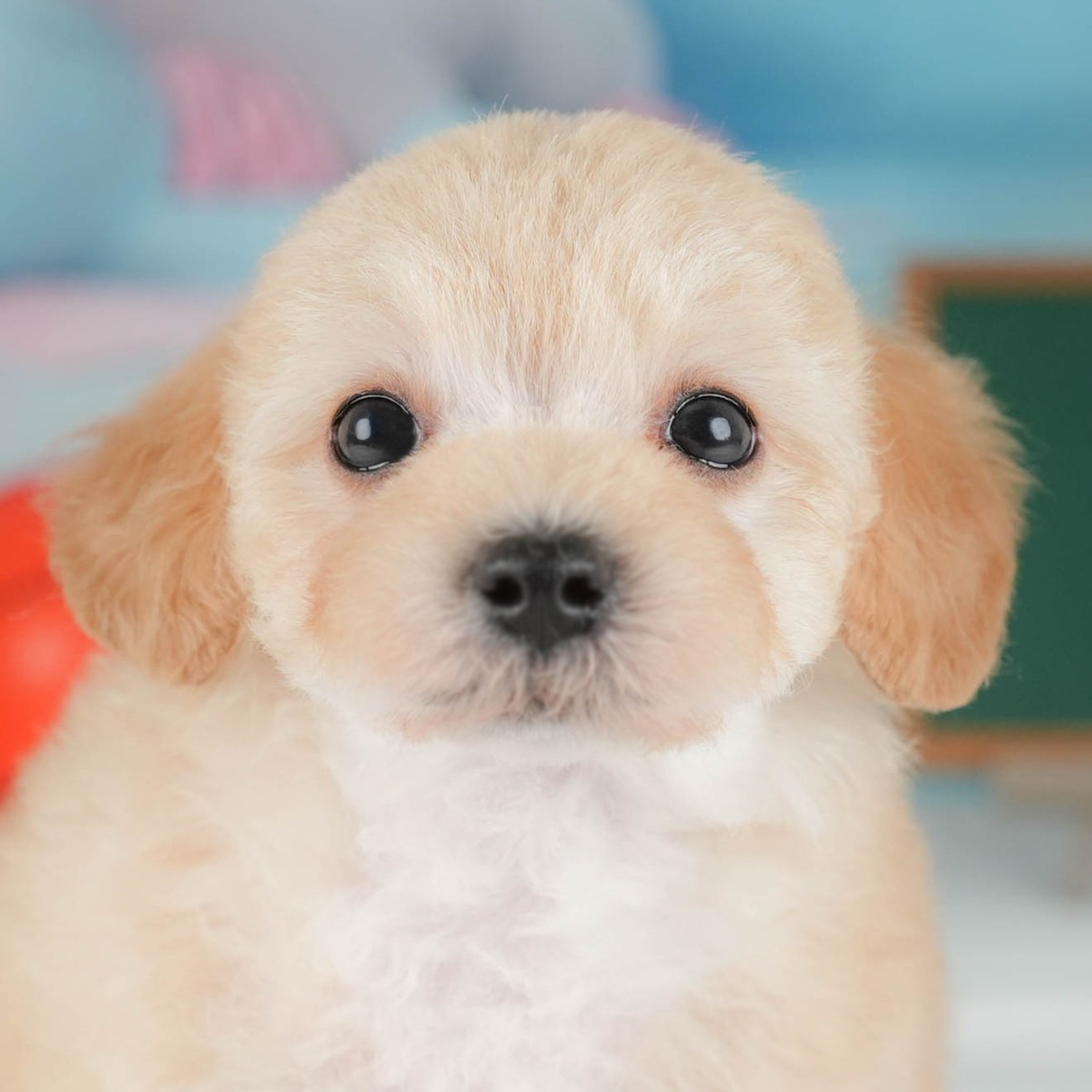 マルプー | 男の子 | アプリコット | 2026年5月24日（ID:dog-30003494）