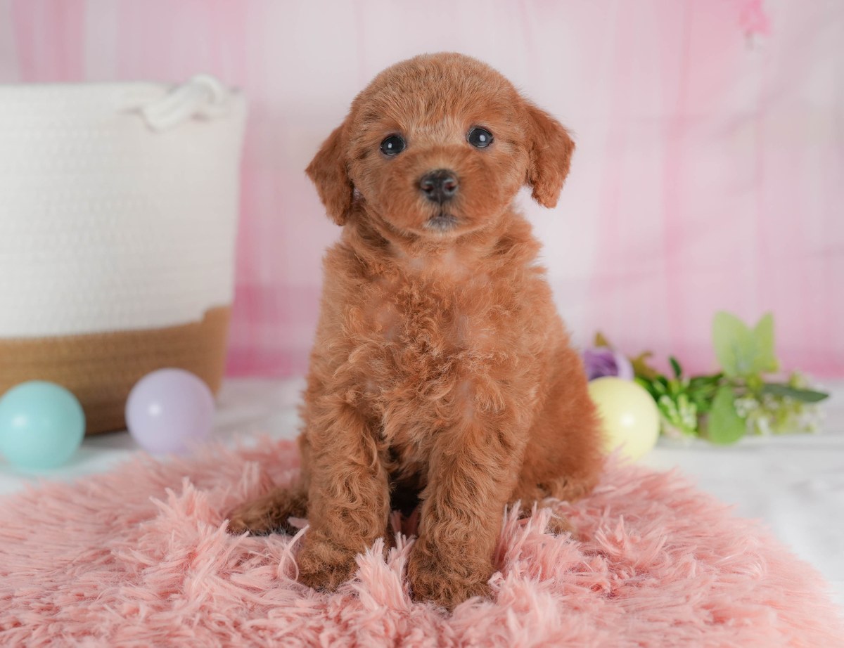 トイ・プードル | 女の子 | レッド | 2026年6月1日(ID:dog-30003560)