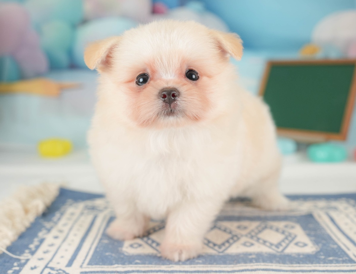 ポメマル | 男の子 | クリーム | 2026年6月9日（ID:dog-30003601）