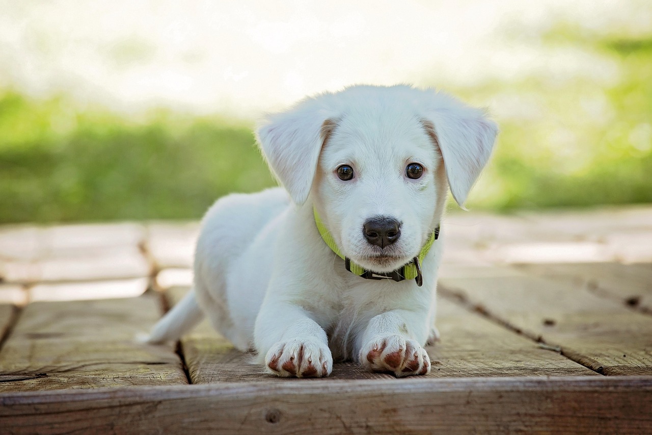 鼻ぺちゃ犬の特徴とは？代表的な犬種や飼うときの注意点を解説