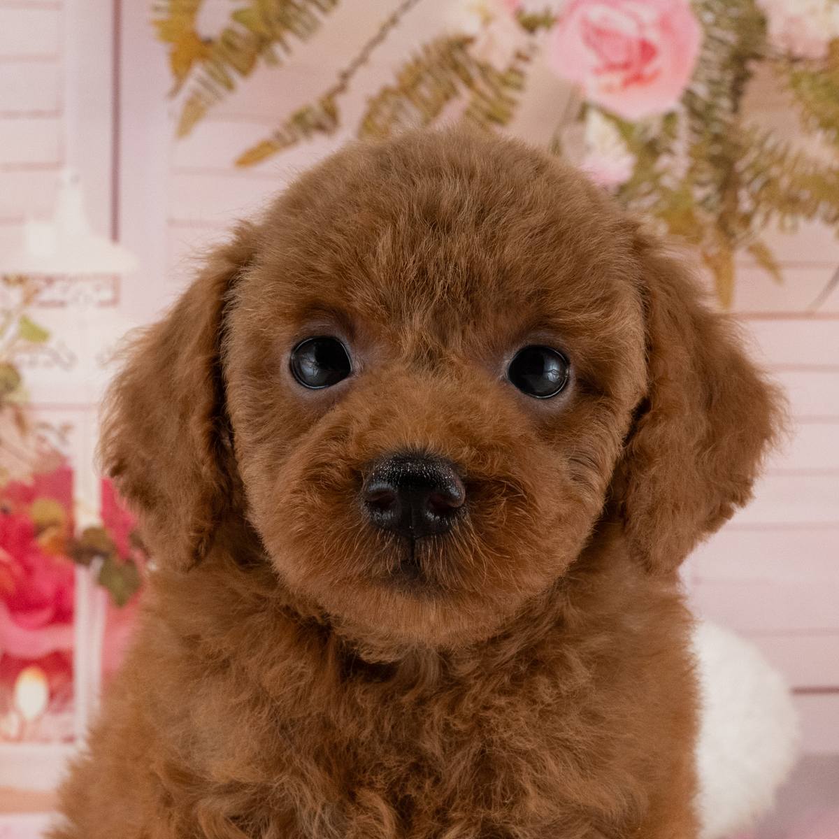 トイ・プードル | 女の子 | レッド | 2026年5月21日(ID:dog-40001203)