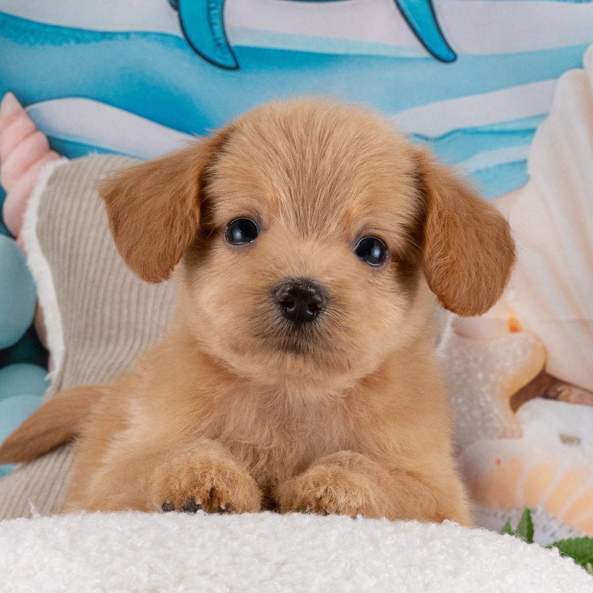 チワプー | 男の子 | アプリコット | 2026年5月26日(ID:dog-40001224)