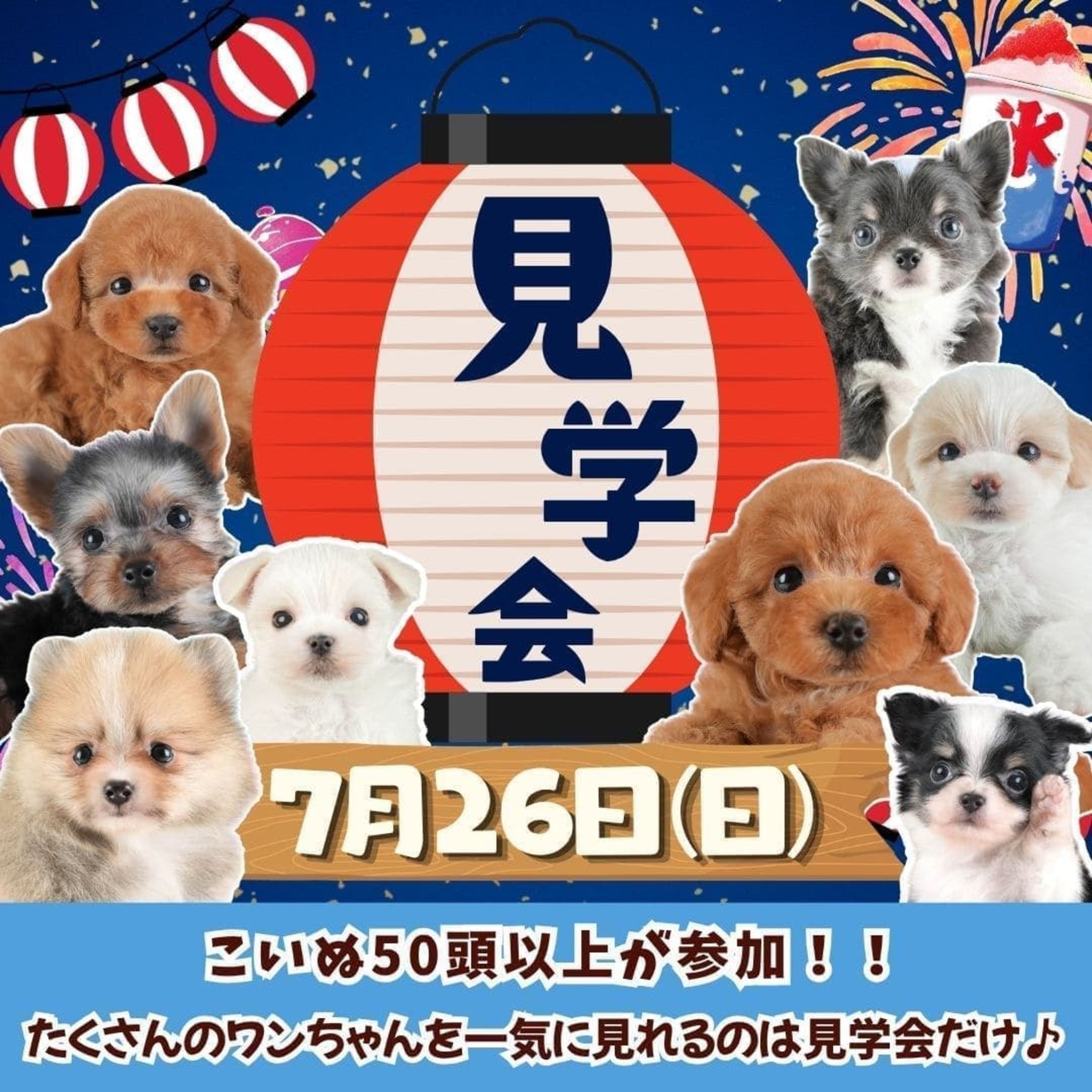 【春日部市】🌻大好評につき緊急開催！7月26日(日) 夏休みこいぬ見学会のお知らせ🐶🍉