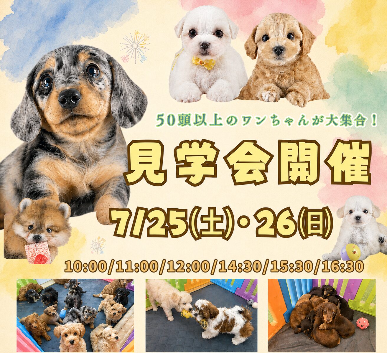 🐬最大級✨7/25㈯26㈰50頭以上集まる見学会🌻