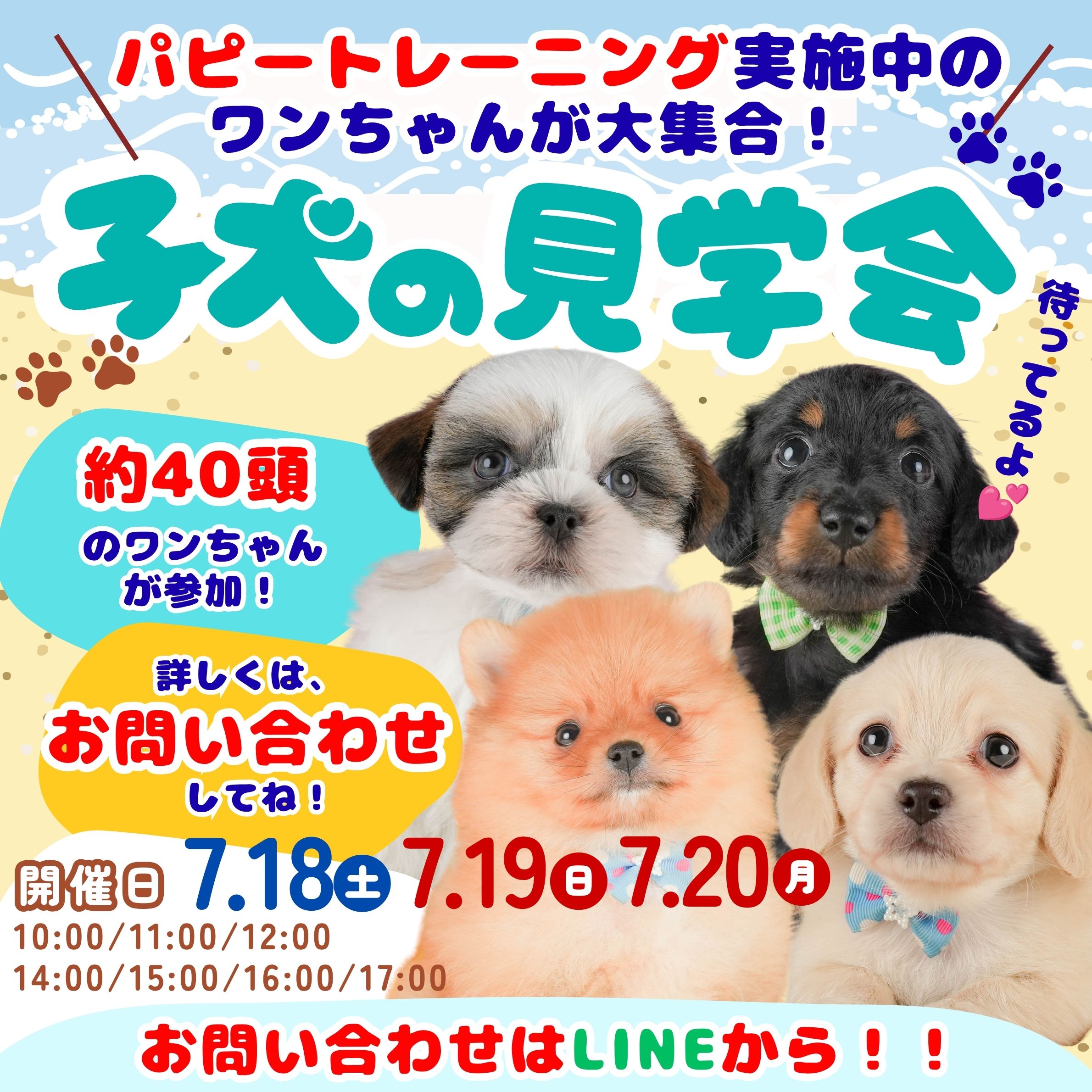 📢【7月18日(土)・19日(日)・20日(月)】✨ 🌻🐶 夏休み前の子犬見学会 開催！ 🐶🌻