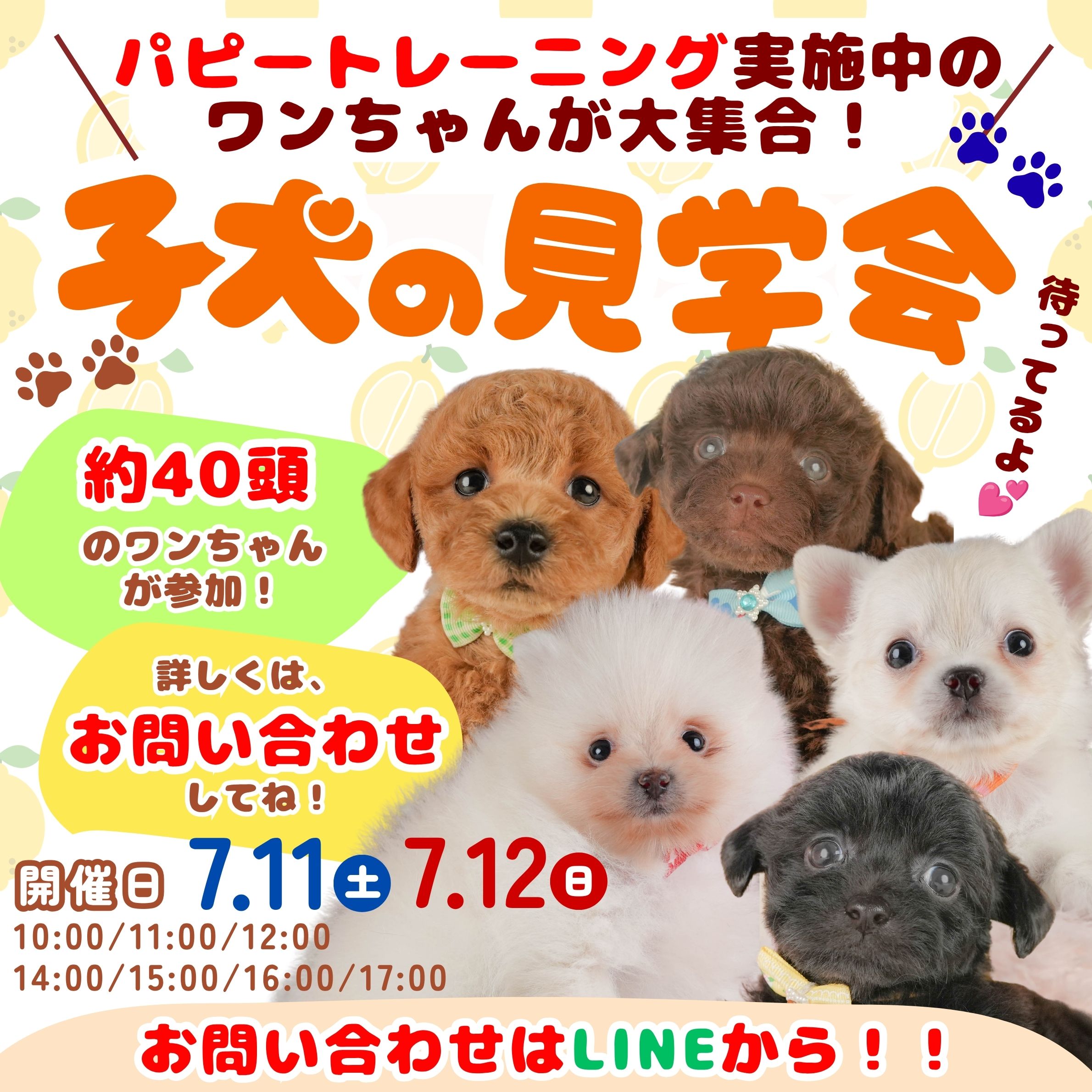 🎉【7月11日(土)・7月12日(日)】🎉 🌻🐶 子犬見学会 開催！ 🐶🌻